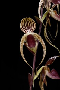 Paphiopedilum Shin-Yi Formosa 'Tustin' HCC/AOS 78 pts. flower